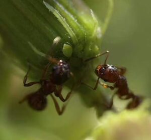 ant pest control in surprise