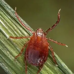 Bed Bug Prevention in surprise
