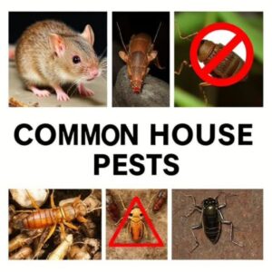 invasive Pests in surprise