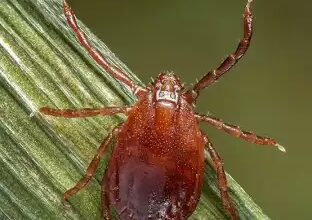 Bed Bug Prevention in Flagstaff